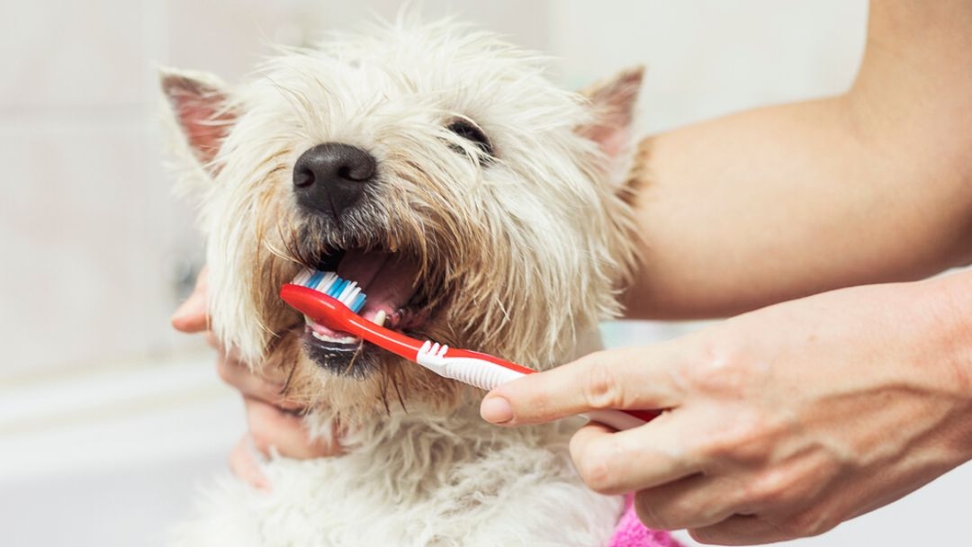 Un petit chien est nettoyé avec des dents