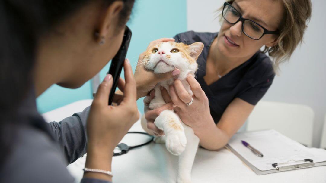 vétérinaire inspectant les yeux d'un chat