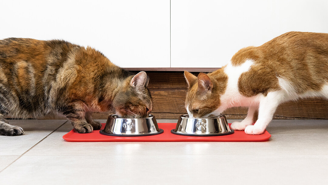 Alimentation : comment bien nourrir un chat adulte ?
