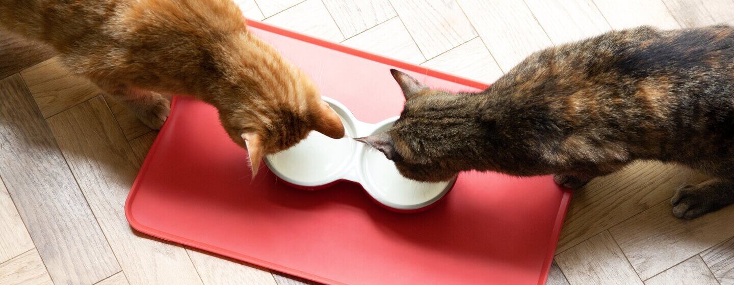 Bien nourrir un chat : quelle nourriture donner à son chat ?