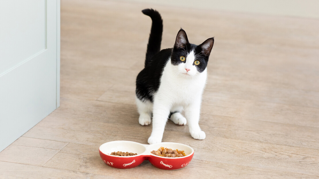 Nourriture pour chat : une alimentation équilibrée