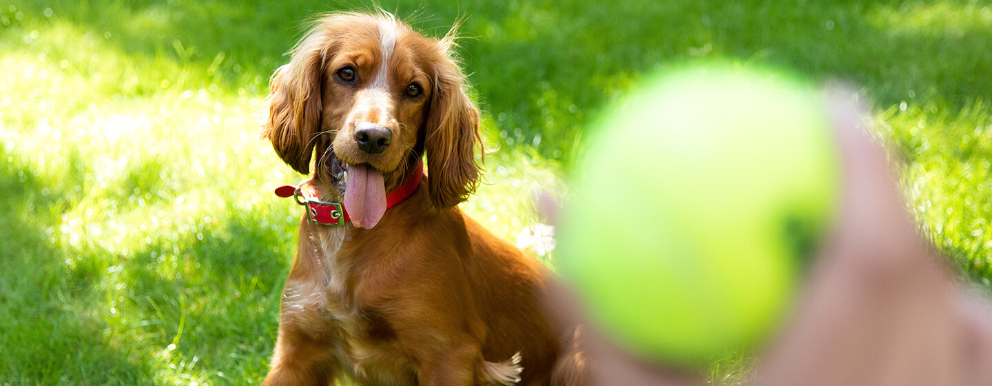 Faire jouer votre chien avec une balle de tennis est dangereux