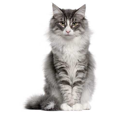 Norwegian Forest Les Races De Chats Purina