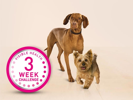 Purina one 3 week challenge best sale