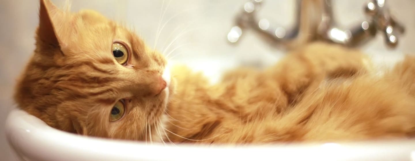Tuto : comment nettoyer les oreilles d'un chat en trois étapes ?