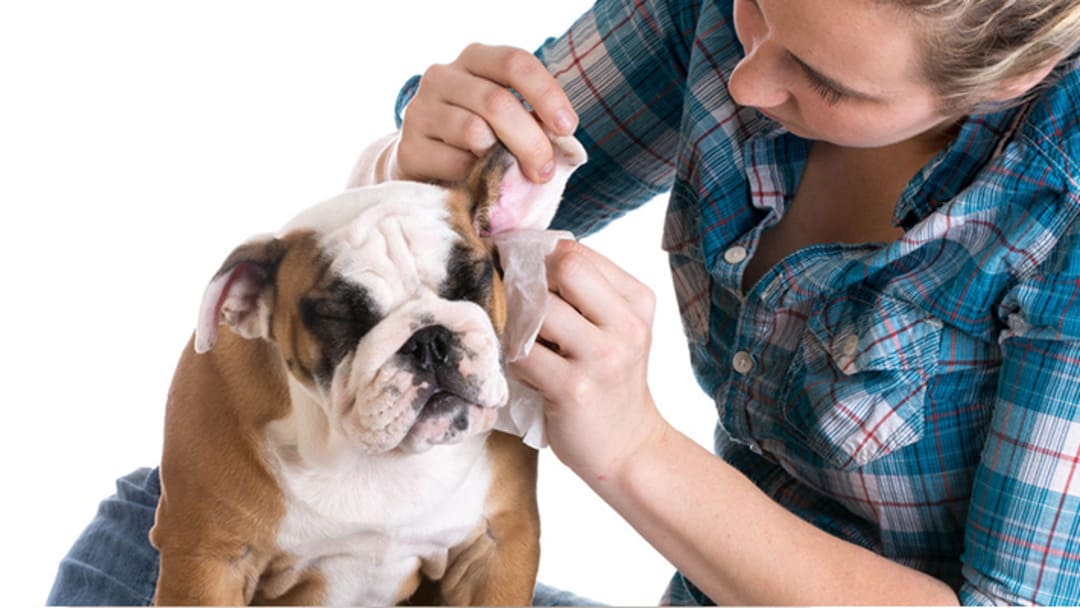 Tout savoir sur le nettoyage des oreilles du chien ! - Médor et