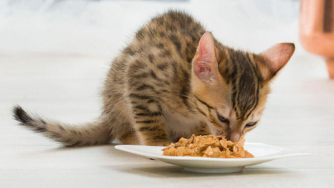 Alimentation du chaton