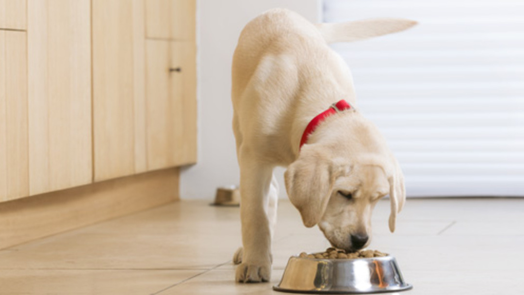 La Diarrhée Chez Le Chiot 