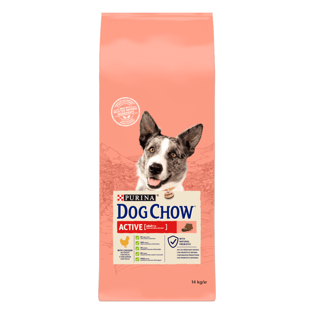 Dog sales chow active