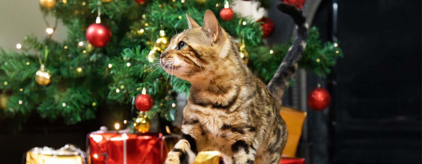 Découvrez nos idées de cadeaux de Noël pour votre chat adoré
