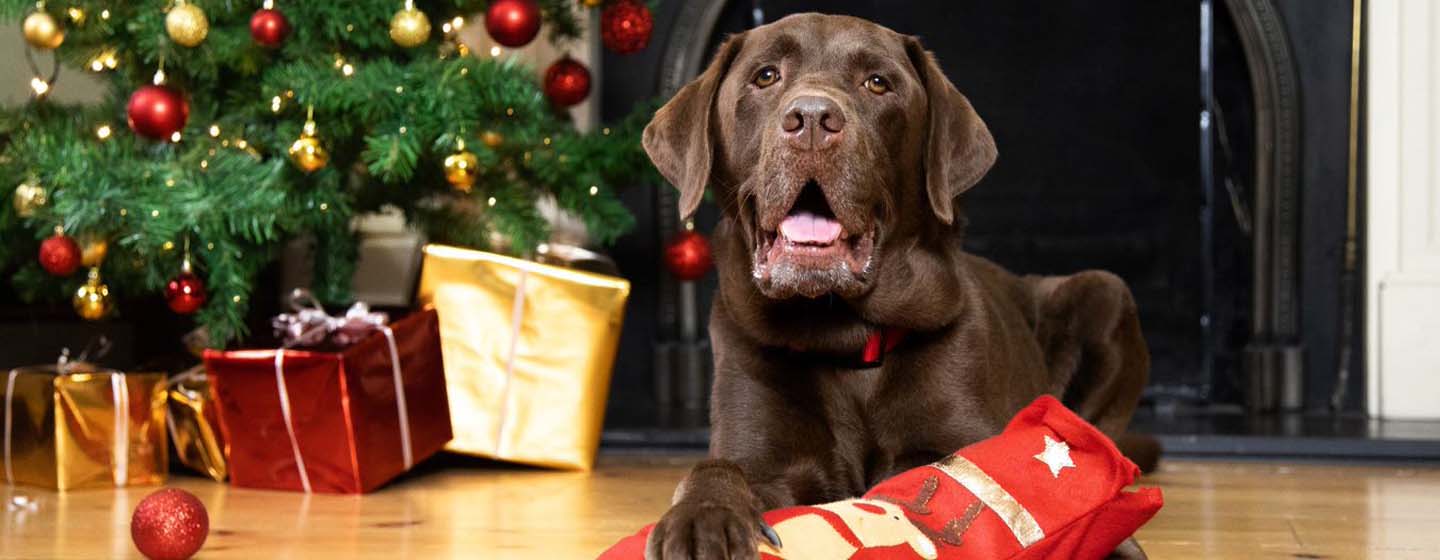 Noël : des idées cadeaux pour votre chien 