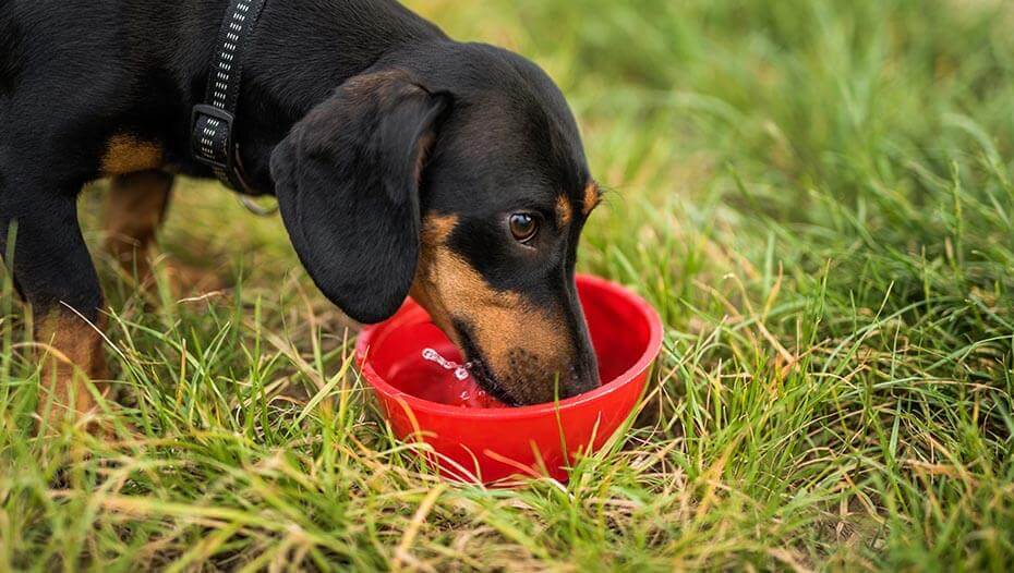 Maintenir l’hydratation de votre chien