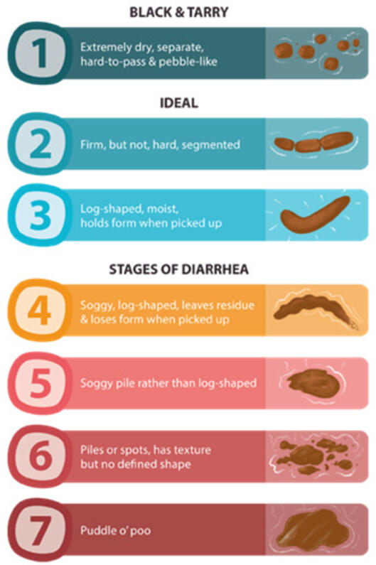 Dog Poop Consistency chart