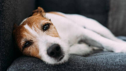 Cancer de la peau du chien : Symptômes et traitement