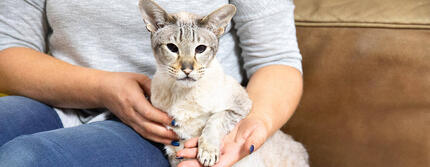 Les chats peuvent-ils manger du fromage ?