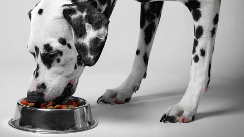 L'alimentation des grands chiens