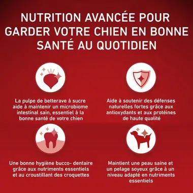 PURINA ONE® MINI/SMALL < 10kg Croquettes pour petit chien adulte Riche en Bœuf avec du riz