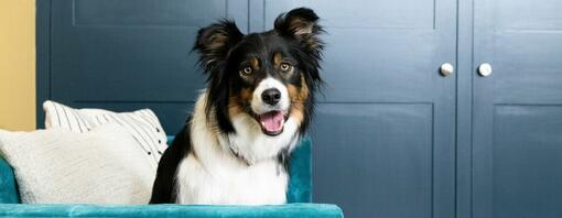 Chien heureux sur canapé