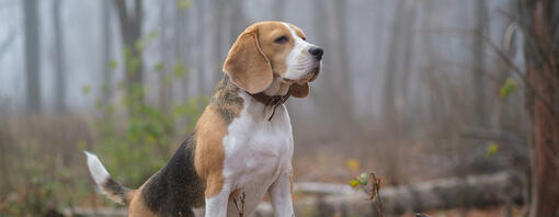 Chien debout sur journal dans les bois