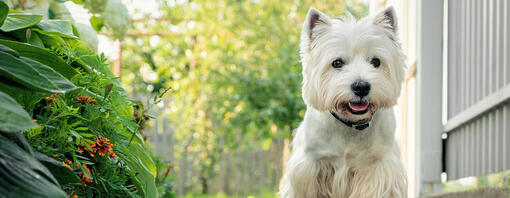 Chien marchant sur le chemin du jardin