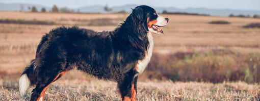 Chien debout dans le champ.