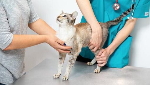 vétérinaire examinant un chat
