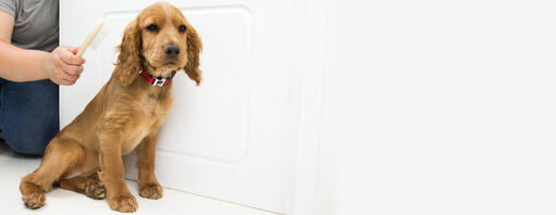 Chiot assis avec femme et brosse