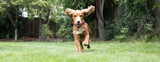 Chiot qui court dans le jardin