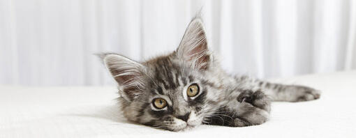 petit chaton couché sur un lit blanc