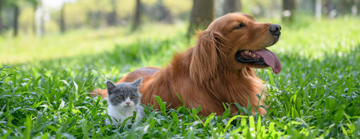 Collie dans les hautes herbes