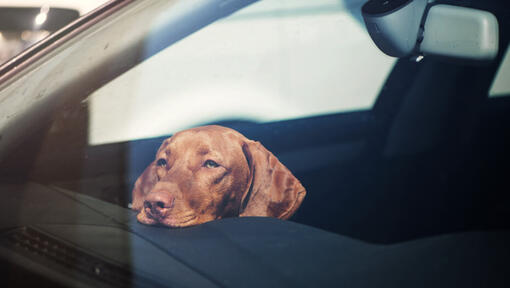 Voiture pour chien -Housse - Voiture -Protecteur de siège pour chaque  voiture