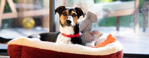 Chien en attente dans le panier