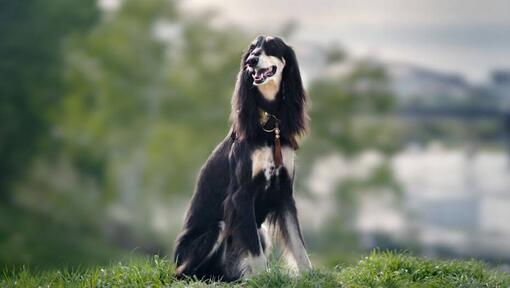 chien saluki assis sur la colline