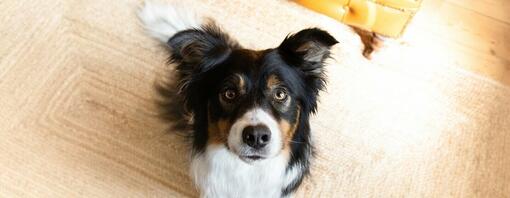 chien obéissant regardant la caméra