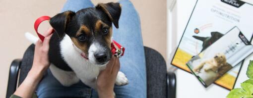 Chiot assis sur les genoux en attendant chez les vétérinaires