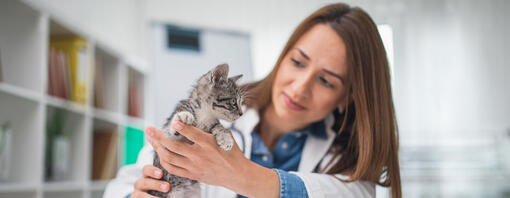 vétérinaire tenant un petit chaton