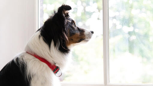 Boiterie et arthrose chez le chien : quelles sont les causes et les  solutions ?