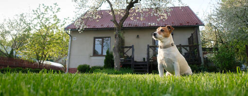 chien assis à l'extérieur du chalet