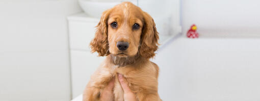 chiot détenu dans un bain