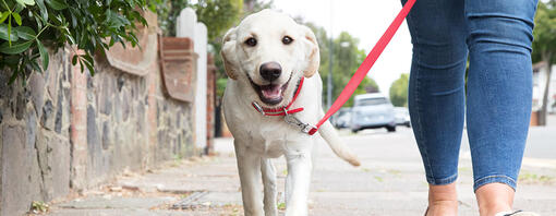 chiot marchant dehors en laisse