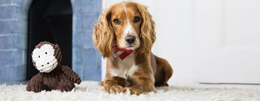 chien se détendre à la maison