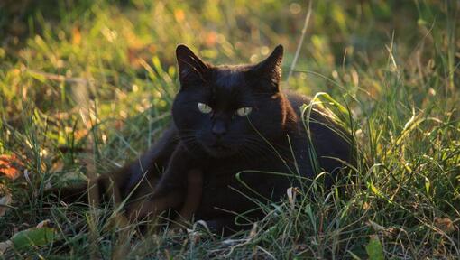 Chat Bombay est allongé sur le champ de fleurs