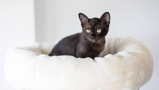 Chaton birman est allongé sur un oreiller