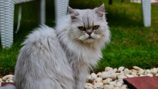 Chat Chinchilla à fourrure grise regarde quelqu'un