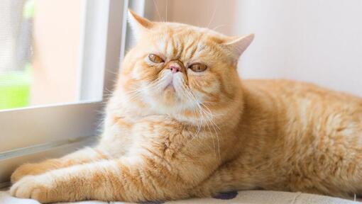 Exotic shorthair est allongé sur le rebord de la fenêtre