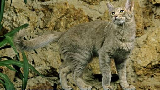 Le chat oriental de cheveux longs joue dans le jardin