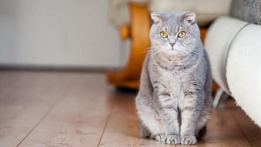 Le chat Scottish Fold est debout sur le sol