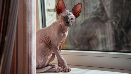 Sphynx se tient sur le rebord d’une fenêtre