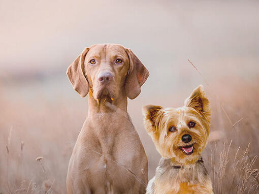 Deux chiens assis l'un à côté de l'autre sur une pierre.