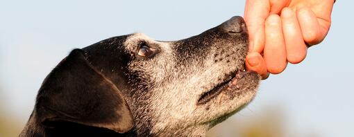 La démence chez les chiens